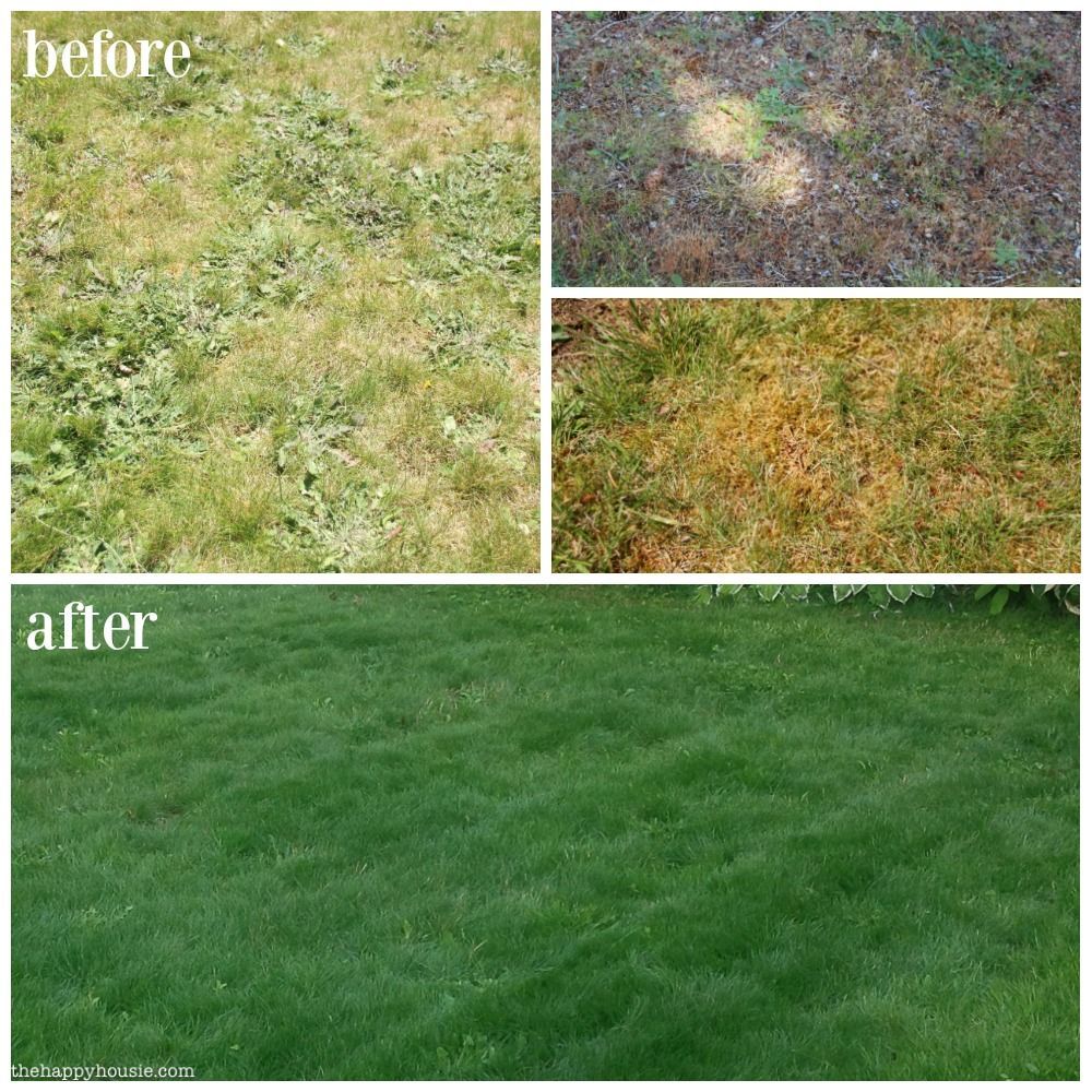 Bloomingdale lawn before and after 6 months on Tim's Lawn Health Program — weedy patchy turf transformed to thick green lawn