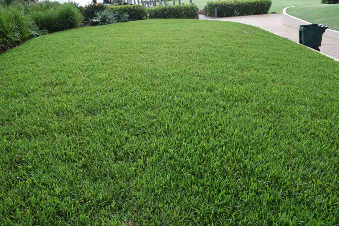 Riverview St. Augustine lawn fully recovered after chinch bug treatment and overseeding