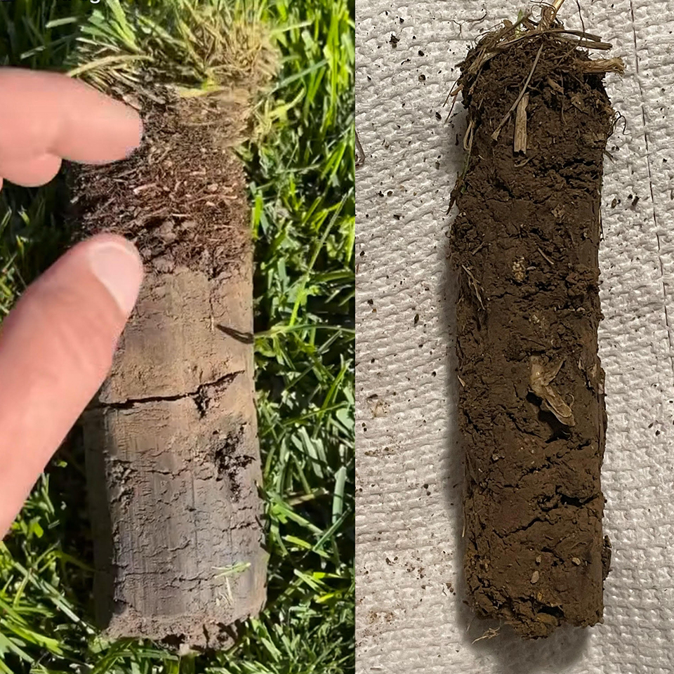 Tim inspecting lawn roots and compacted soil in Brandon, FL